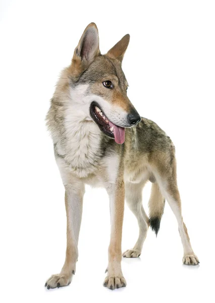 Чехословацькому вовк собака — стокове фото