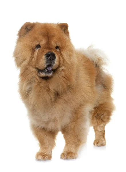 Chow chow in studio — Stock Photo, Image