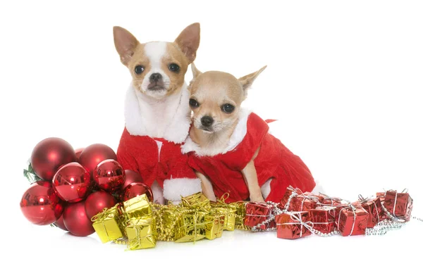 Puppies chihuahua and christmas — Stock Photo, Image