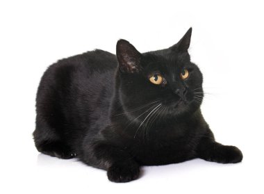 Studio kara kedi