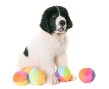 köpek yavrusu landseer Studio