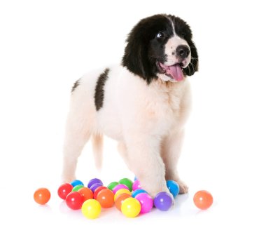 köpek yavrusu landseer Studio