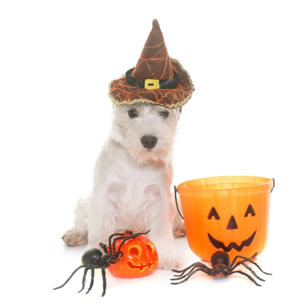 Cachorro oeste highland blanco terrier y haloween — Foto de Stock