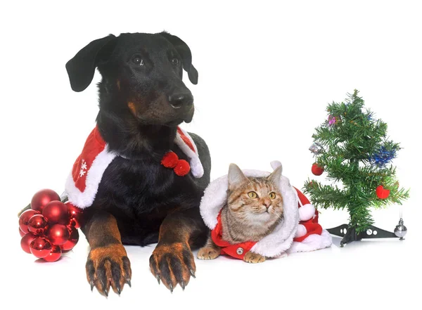 Kočka, pes a Vánoce — Stock fotografie
