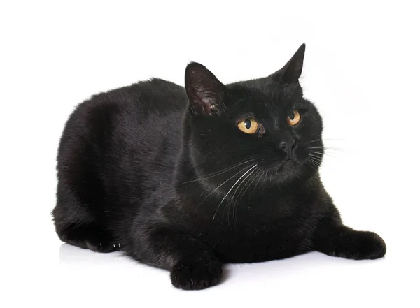 Zwarte kat in studio — Stockfoto