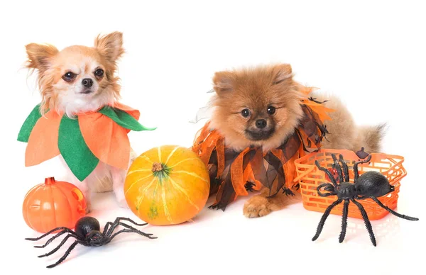 Cani e Halloween — Foto Stock