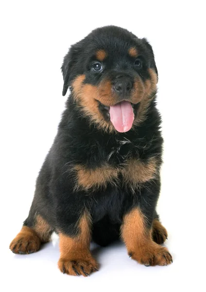 Welpe Rottweiler im Atelier — Stockfoto