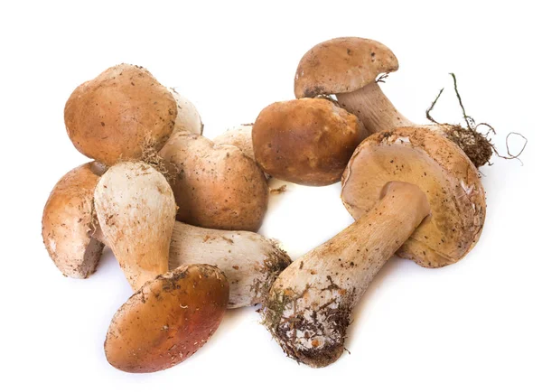 Grupp av boletus edulis — Stockfoto