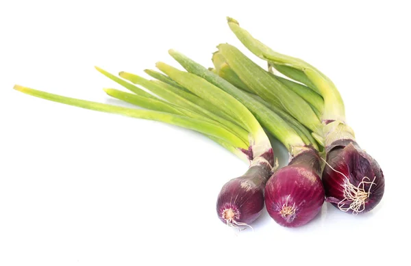 Red onions in studio — Stock Photo, Image