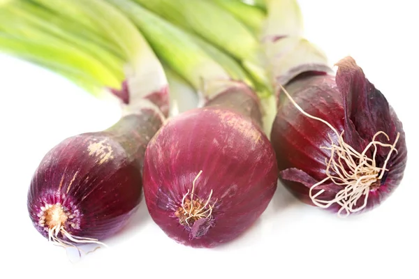 Red onions in studio — Stock Photo, Image