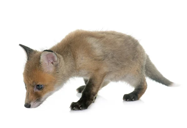 Fox cub i studio — Stockfoto