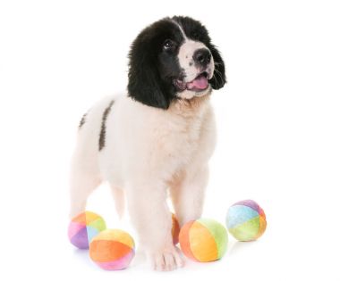 köpek yavrusu landseer Studio