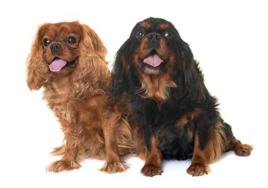 siyah ve tabaklamak cavalier king charles
