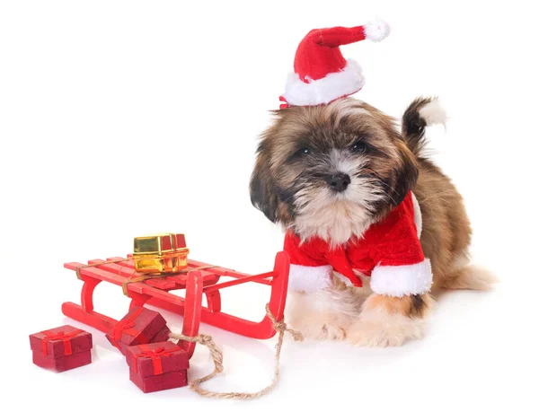 Σκύλος και τα Χριστούγεννα — Φωτογραφία Αρχείου