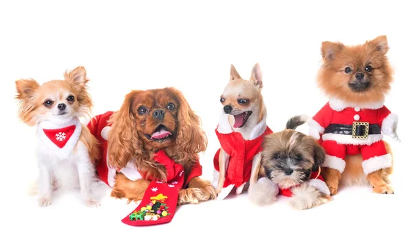 Hunde und Weihnachten — Stockfoto