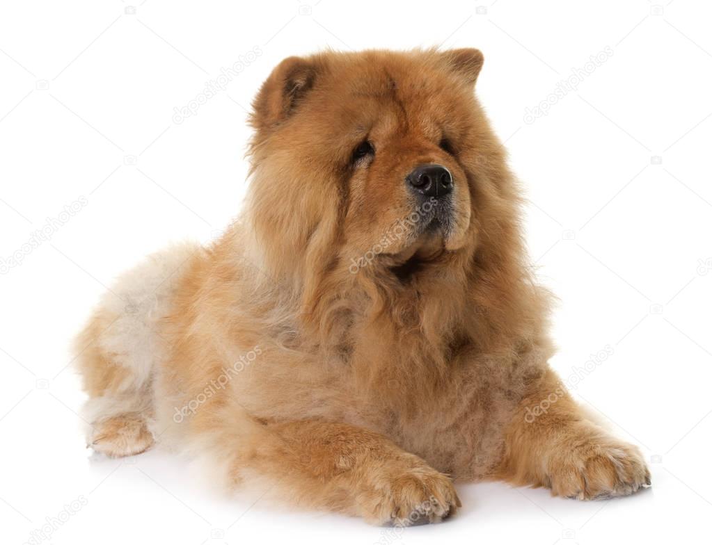 chow chow in studio