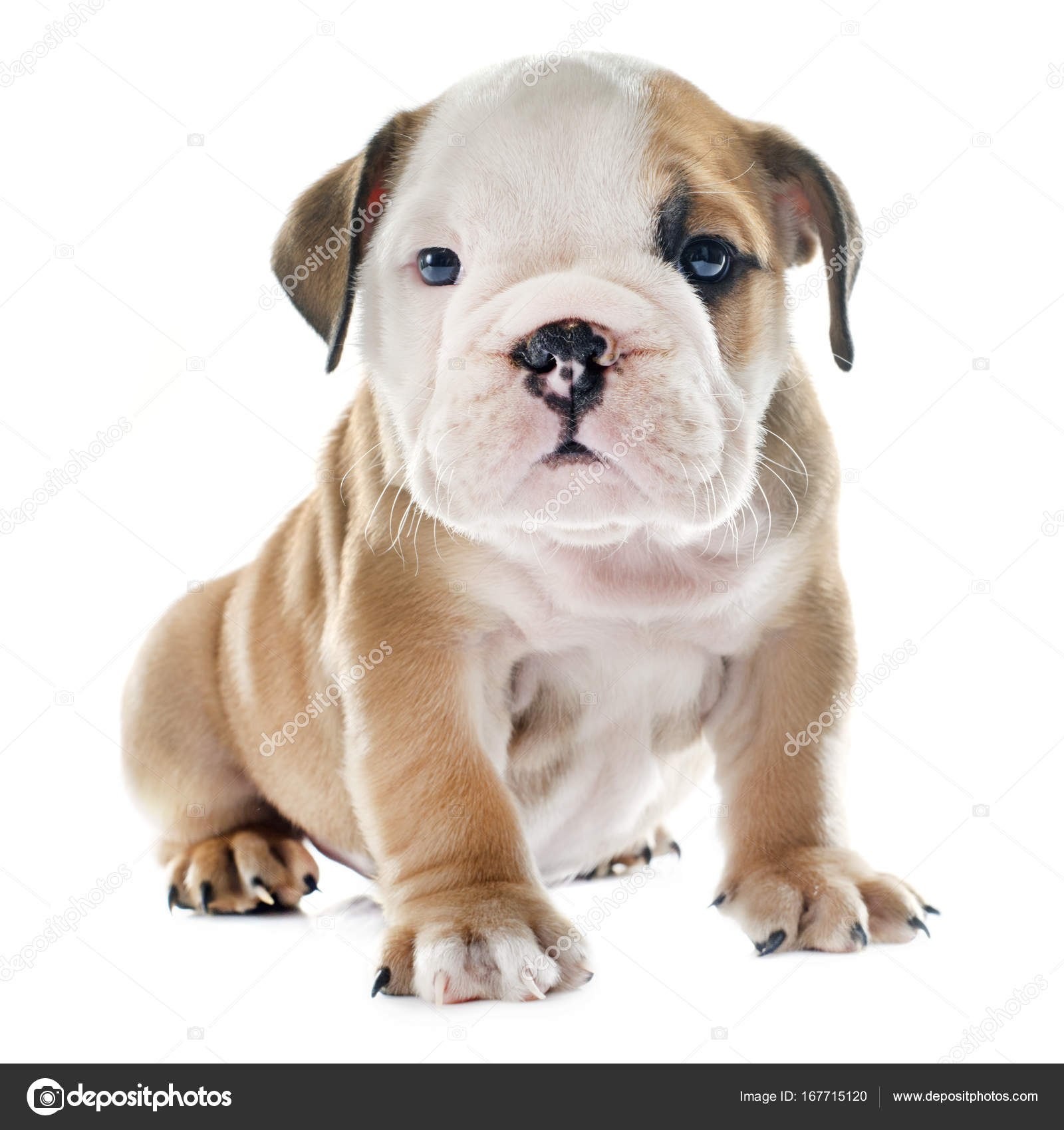 子犬英語ブルドッグ ストック写真 C Cynoclub