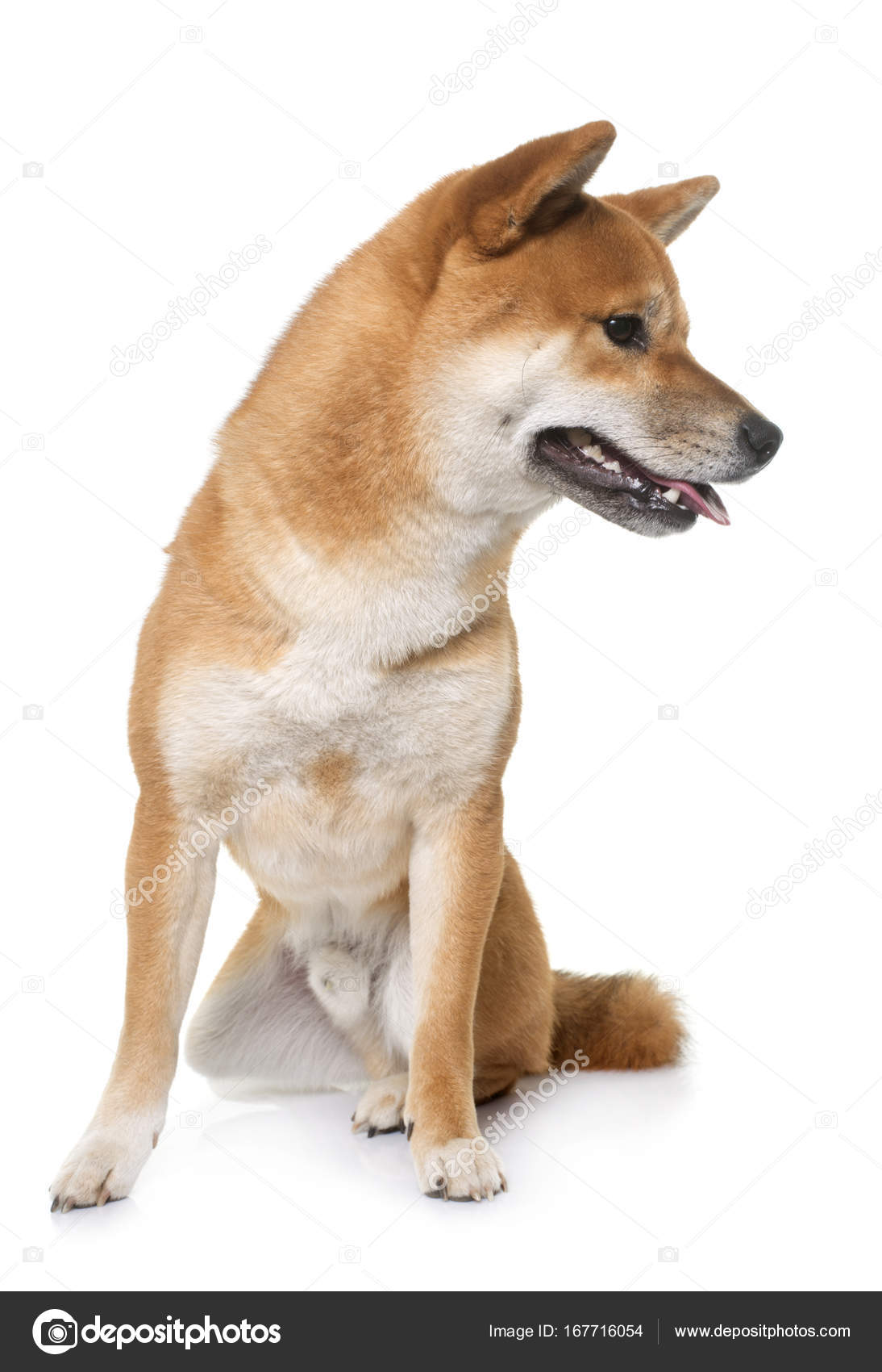 young shiba inu
