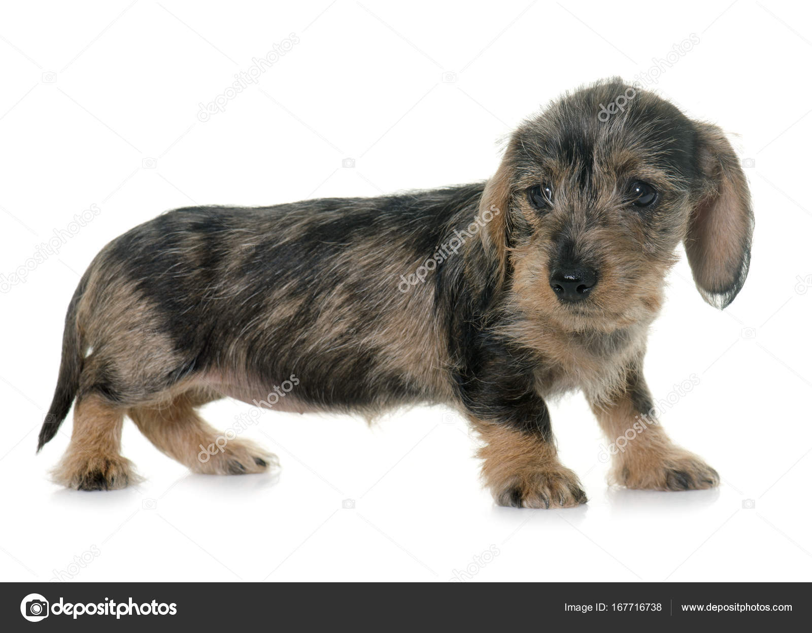 White wire on sale haired dachshund