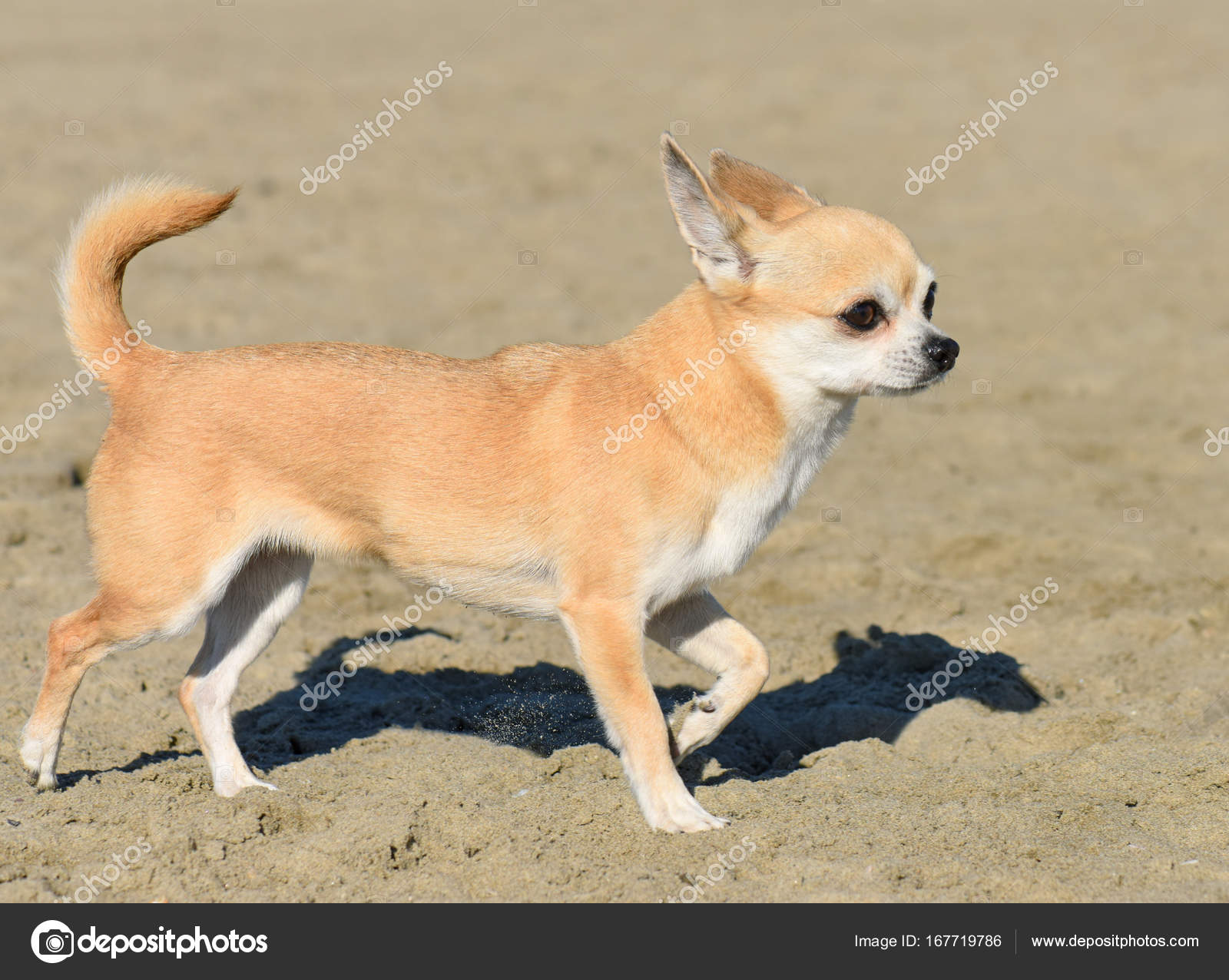 chihuahua walking