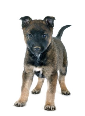 köpek yavrusu malinois Studio