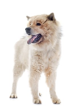 eurasier in studio