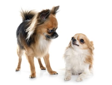 iki uzun saç chihuahuas