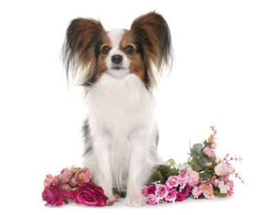 Papillon köpek Studio