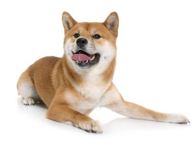 Genç shiba Inu