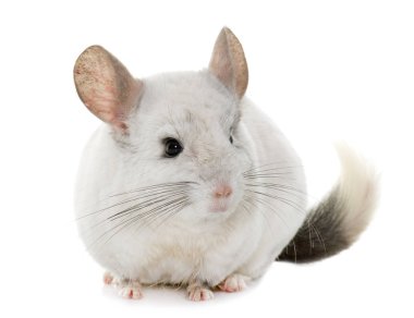 Chinchilla elinde