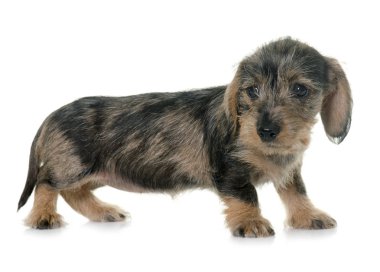 köpek yavrusu tel saçlı dachshund