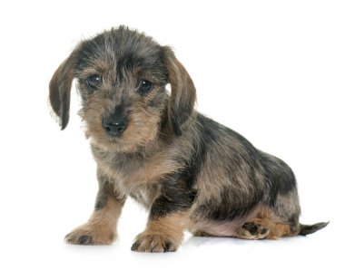 köpek yavrusu tel saçlı dachshund