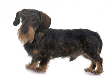 tel saçlı dachshund