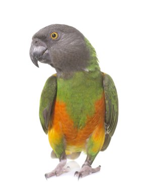 Senegal parrot Studio
