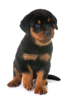 yavru rottweiler Studio