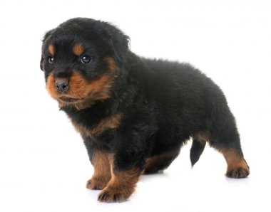 yavru rottweiler Studio