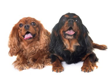 siyah ve tabaklamak cavalier king charles