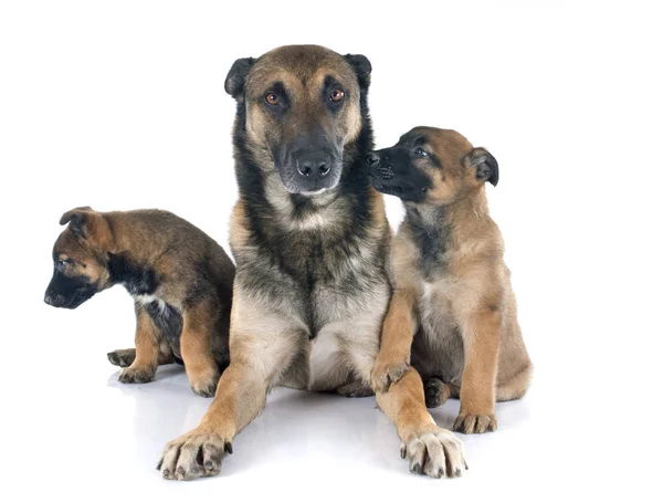 Famiglia di malinois — Foto Stock