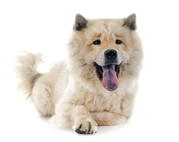 Eurasier in studio — Zdjęcie stockowe