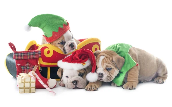 Christmas puppy english bulldog — Stock Photo, Image