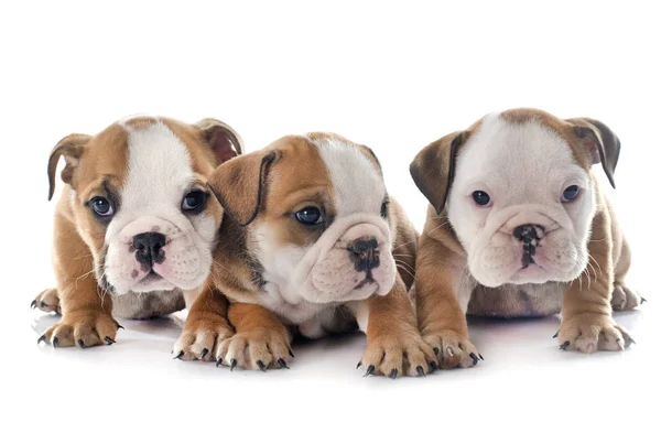 Puppies english bulldog — Stock Photo, Image