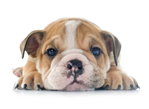 Cucciolo inglese Bulldog — Foto Stock