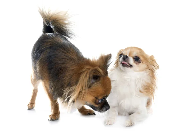 Two long hair chihuahuas — Stock Photo, Image