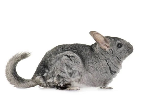 Chinchilla im Atelier — Stockfoto