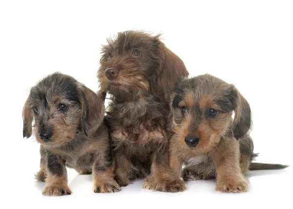 Cuccioli Filo di bassotto dai capelli — Foto Stock