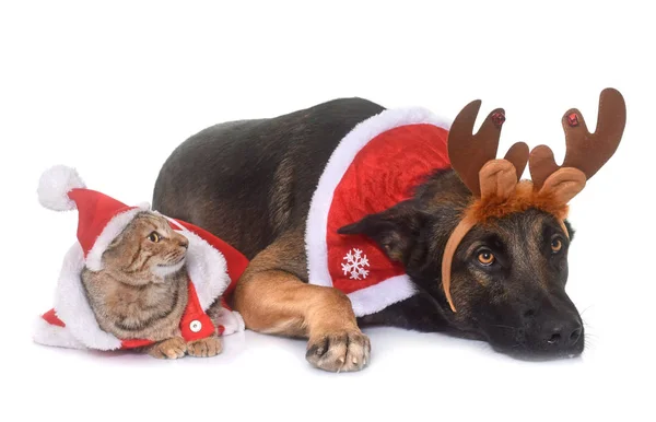 Weihnachten malinois und Katze — Stockfoto