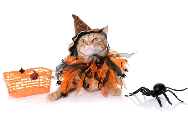 Jengibre gato y halloween — Foto de Stock