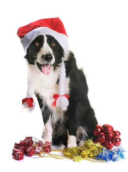 Bordercollie en Kerstmis — Stockfoto