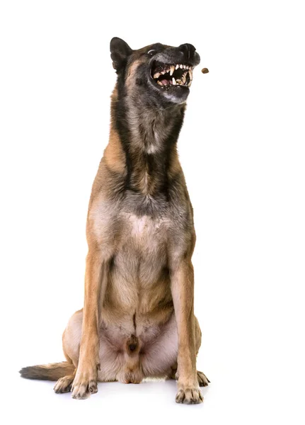 Belgischer Schäferhund malinois — Stockfoto