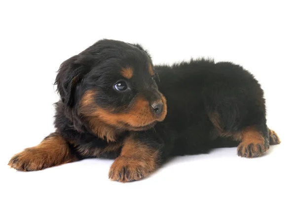 Puppy rottweiler in studio — Stock Photo, Image